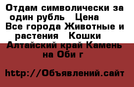 Отдам символически за один рубль › Цена ­ 1 - Все города Животные и растения » Кошки   . Алтайский край,Камень-на-Оби г.